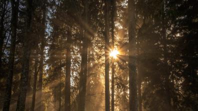 Lenkje til artikkel: Skogkveld i Hyllestad 6. oktober klokka 17.00