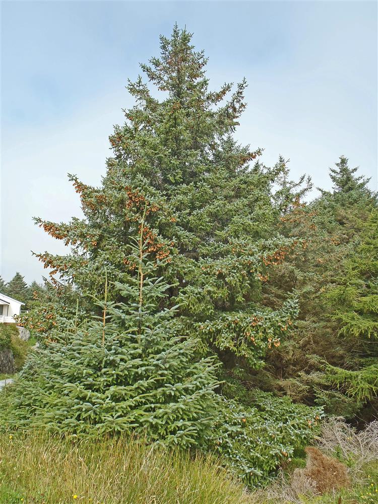 Sitkagran - Klikk for stort bilete