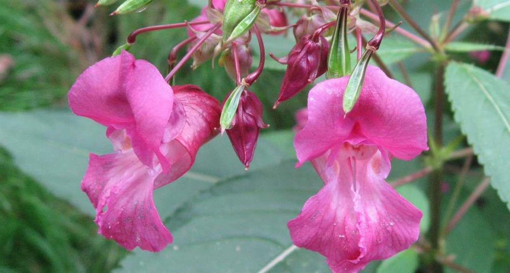 Kjempespringfrø - Klikk for stort bilete