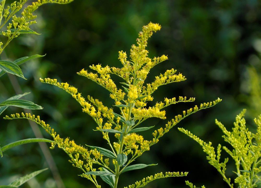 Kanadagullris - Klikk for stort bilete