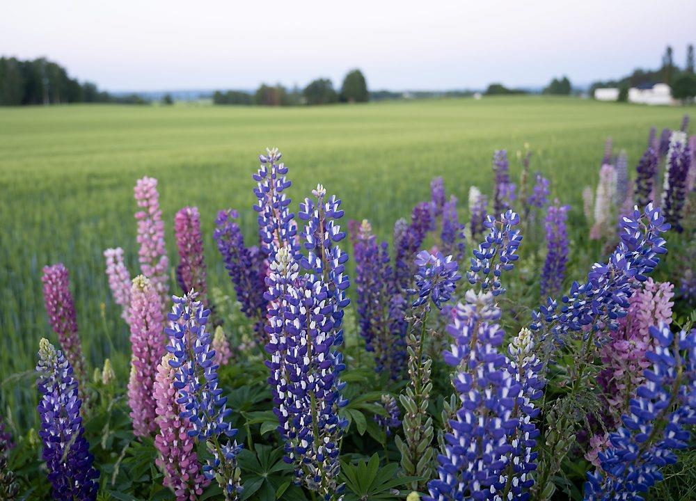 Hagelupin - Klikk for stort bilete